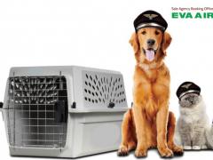 Hướng dẫn chọn lồng vận chuyển chó mèo bay EVA Air chuẩn IATA